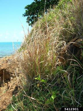 tanglehead, Heteropogon contortus  (Cyperales: Poaceae) - 5412901