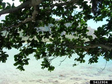tropical almond, Terminalia catappa  (Myrtales: Combretaceae) - 5412904