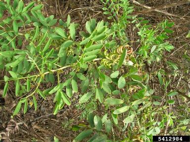 anil de pasto, Indigofera suffruticosa  (Fabales: Fabaceae (Leguminosae)) - 5412984