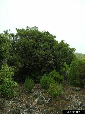 'ala'a, Pouteria sandwicensis  (Ebenales: Sapotaceae) - 5413107