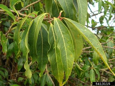 Hawai'i olive, Nestegis sandwicensis  (Scrophulariales: Oleaceae) - 5413115