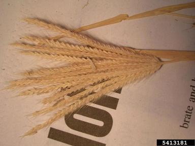 swollen fingergrass, Chloris barbata  (Cyperales: Poaceae) - 5413181