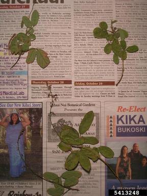 creeping beggarweed, Desmodium incanum  (Fabales: Fabaceae (Leguminosae)) - 5413248