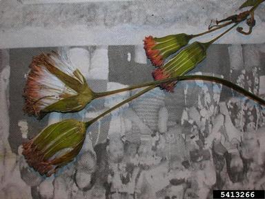 Cupid's-shaving-brush, Emilia fosbergii  (Asterales: Asteraceae) - 5413266