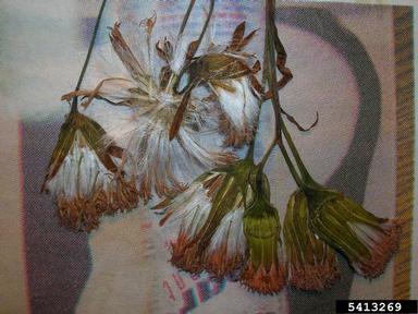 Cupid's-shaving-brush, Emilia fosbergii  (Asterales: Asteraceae) - 5413269