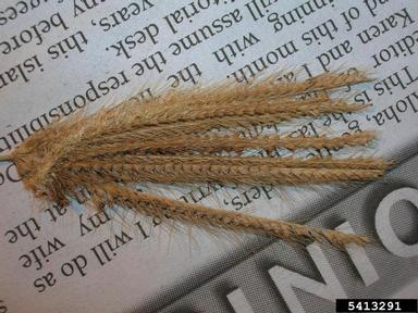 swollen fingergrass, Chloris barbata  (Cyperales: Poaceae) - 5413291