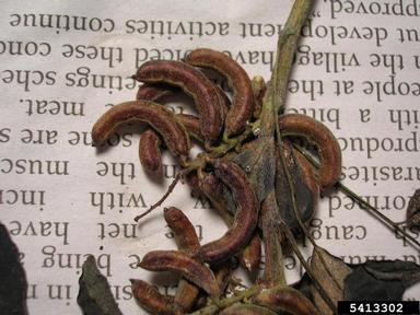 anil de pasto, Indigofera suffruticosa  (Fabales: Fabaceae (Leguminosae)) - 5413302