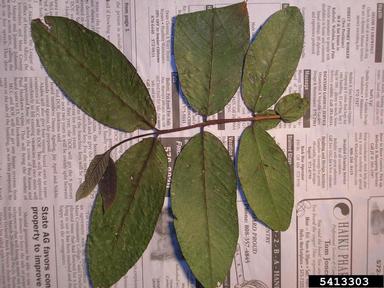 guava, Psidium guajava  (Myrtales: Myrtaceae) - 5413303