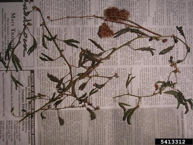 sensitiveplant, Mimosa pudica  (Fabales: Fabaceae (Leguminosae)) - 5413312