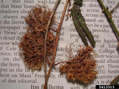 sensitiveplant, Mimosa pudica  (Fabales: Fabaceae (Leguminosae)) - 5413313