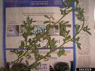 anil de pasto, Indigofera suffruticosa  (Fabales: Fabaceae (Leguminosae)) - 5413319