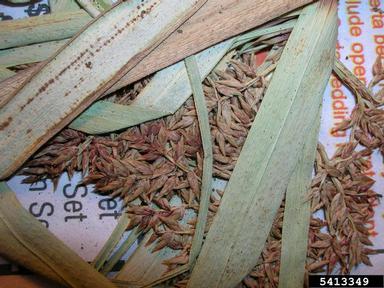 Javanese flatsedge, Cyperus javanicus  (Cyperales: Cyperaceae) - 5413349