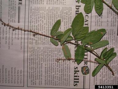 creeping beggarweed, Desmodium incanum  (Fabales: Fabaceae (Leguminosae)) - 5413351