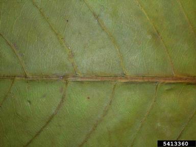 tropical almond, Terminalia catappa  (Myrtales: Combretaceae) - 5413360