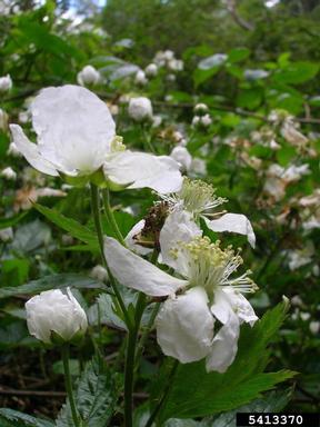 highbush blackberry, Rubus argutus  (Rosales: Rosaceae) - 5413370