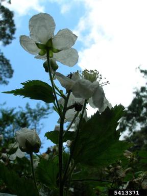 highbush blackberry, Rubus argutus  (Rosales: Rosaceae) - 5413371