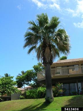 California fan palm, Washingtonia filifera  (Arecales: Arecaceae) - 5413406