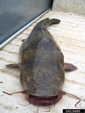 flathead catfish, Pylodictis olivaris  (Siluriformes: Ictaluridae) - 5413480