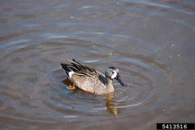 blue-winged teal, Anas discors  (Anseriformes: Anatidae) - 5413516