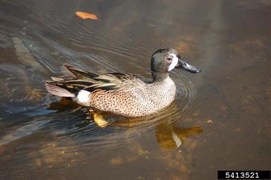 blue-winged teal, Anas discors  (Anseriformes: Anatidae) - 5413521