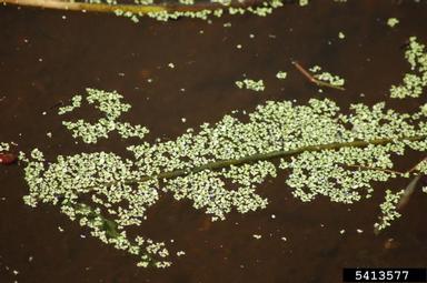 duckweed, Lemna spp.  (Arales: Lemnaceae) - 5413577