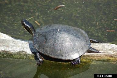 Florida cooter, Pseudemys concinna ssp. floridana (Testudines: Emydidae) - 5413588