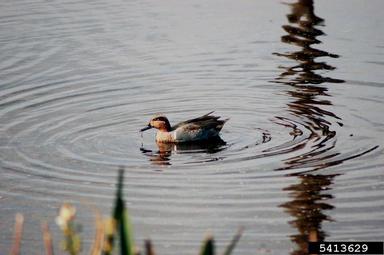 green-winged teal, Anas crecca carolinensis (Anseriformes: Anatidae) - 5413629