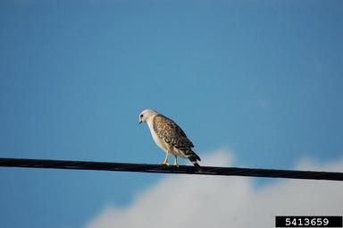 red-shouldered hawk, Buteo lineatus  (Ciconiiformes: Accipitridae) - 5413659
