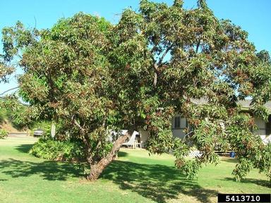 mango, Mangifera indica  (Sapindales: Anacardiaceae) - 5413710