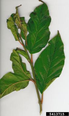 spiny fiddlewood, Citharexylum spinosum  (Lamiales: Verbenaceae) - 5413715