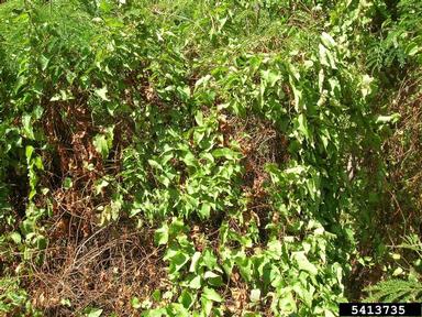 coral vine, Antigonon leptopus  (Polygonales: Polygonaceae) - 5413735