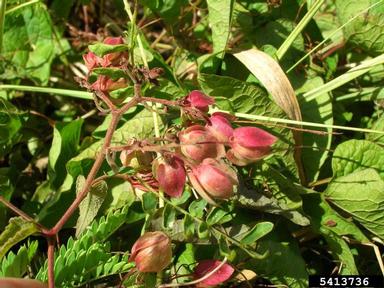coral vine, Antigonon leptopus  (Polygonales: Polygonaceae) - 5413736