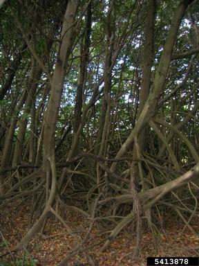 red mangrove, Rhizophora mangle  (Rhizophorales: Rhizophoraceae) - 5413878