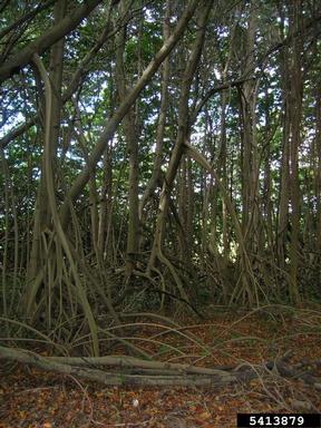 red mangrove, Rhizophora mangle  (Rhizophorales: Rhizophoraceae) - 5413879