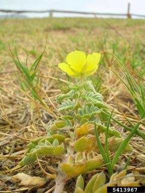 Jamaica feverplant, Tribulus cistoides  (Sapindales: Zygophyllaceae) - 5413967