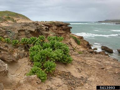 beach naupaka, Scaevola taccada  (Campanulales: Goodeniaceae) - 5413993
