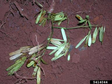 shamel ash, Fraxinus uhdei  (Scrophulariales: Oleaceae) - 5414044