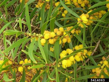 small Philippine acacia, Acacia confusa  (Fabales: Fabaceae (Leguminosae)) - 5414063