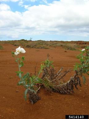 smooth pricklypoppy, Argemone glauca  (Papaverales: Papaveraceae) - 5414140