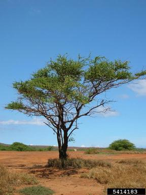 kiawe, Prosopis pallida  (Fabales: Fabaceae (Leguminosae)) - 5414183