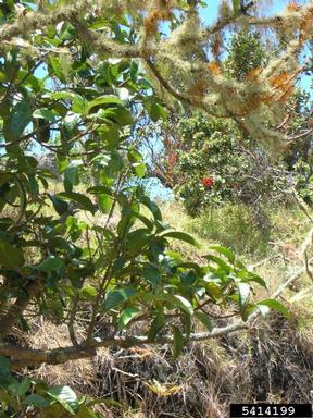 Olokele Valley melicope, Melicope knudsenii  (Sapindales: Rutaceae) - 5414199