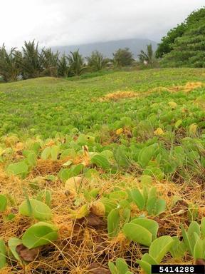 Sandwich dodder, Cuscuta sandwichiana  (Solanales: Cuscutaceae) - 5414288
