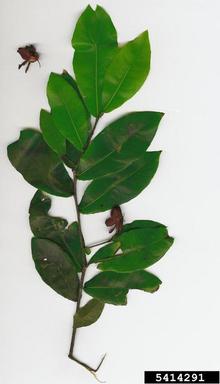 Thomas' bird's-eye bush, Ochna thomasiana  (Theales: Ochnaceae) - 5414291