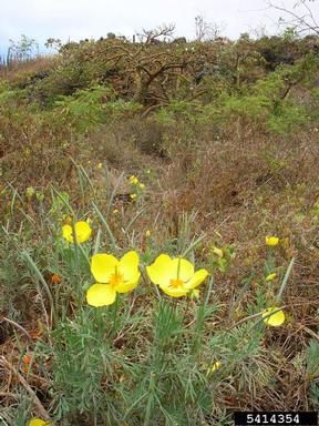 Mexican tulip poppy, Hunnemannia fumariifolia  (Papaverales: Papaveraceae) - 5414354