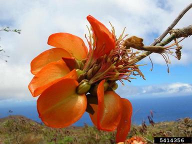 wili wili, Erythrina sandwicensis  (Fabales: Fabaceae (Leguminosae)) - 5414356