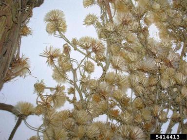 Canadian horseweed, Conyza canadensis var. canadensis (Asterales: Asteraceae) - 5414413