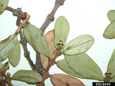 'ekoko, Chamaesyce celastroides var. amplectens (Euphorbiales: Euphorbiaceae) - 5414430