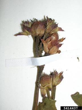 threelobe morningglory, Ipomoea triloba  (Solanales: Convolvulaceae) - 5414437