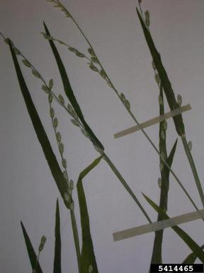 panic veldtgrass, Ehrharta erecta  (Cyperales: Poaceae) - 5414465