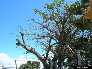 wili wili, Erythrina sandwicensis  (Fabales: Fabaceae (Leguminosae)) - 5414494